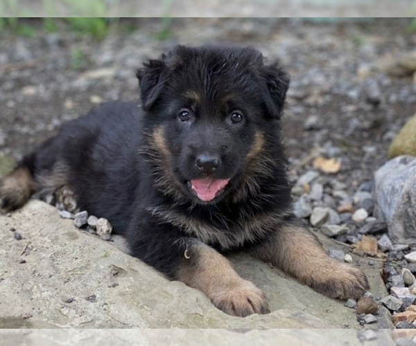 Medium Photo #1 German Shepherd Dog Puppy For Sale in COWLESVILLE, NY, USA