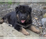 Small Photo #1 German Shepherd Dog Puppy For Sale in COWLESVILLE, NY, USA