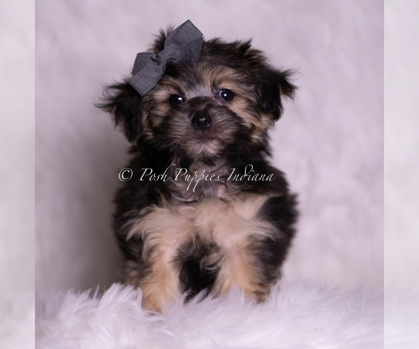 Medium Photo #1 Morkie Puppy For Sale in WARSAW, IN, USA