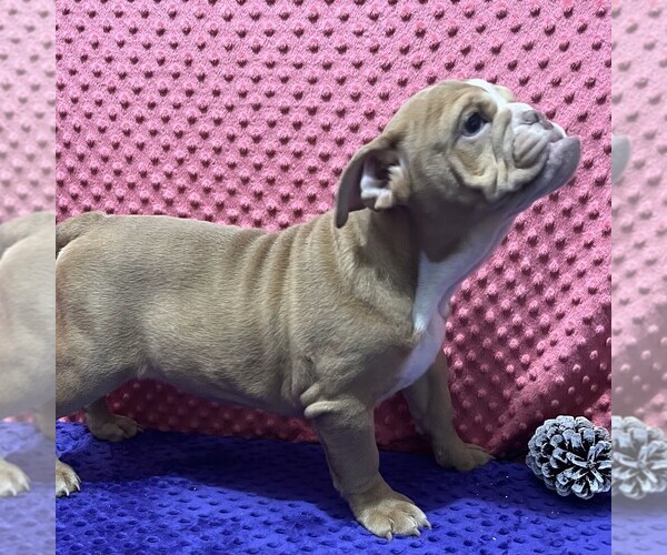 Medium Photo #3 Bulldog Puppy For Sale in ARTHUR, IL, USA