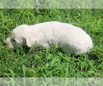 Small #3 Sheepadoodle