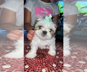 Shih Tzu Puppy for sale in FLUSHING, MI, USA