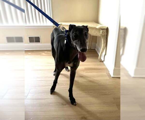 Medium Photo #2 Greyhound Puppy For Sale in Cherry Hill, NJ, USA