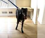 Small #1 Greyhound