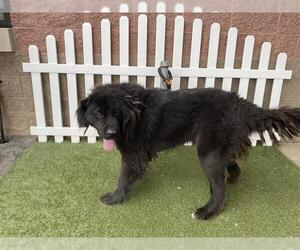 Mutt Dogs for adoption in Modesto, CA, USA