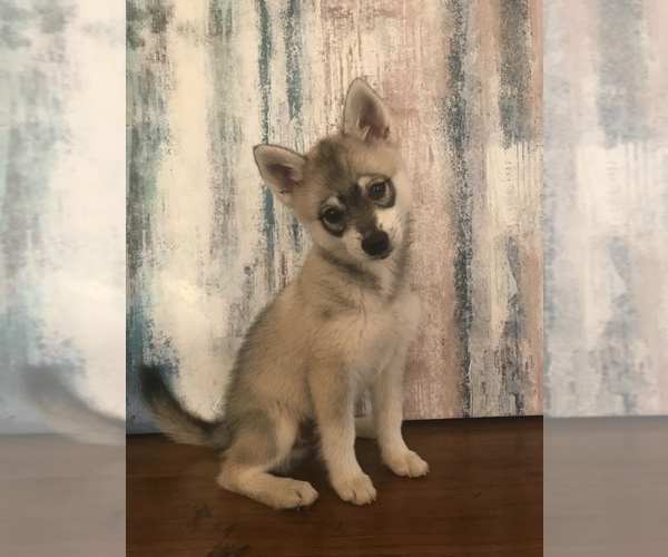 Medium Photo #2 Alaskan Klee Kai Puppy For Sale in SHADLE GARLAND, WA, USA