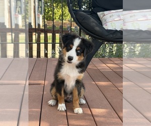 Miniature American Shepherd Puppy for sale in LAKEWOOD, CO, USA