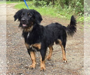 Spaniel-Unknown Mix Dogs for adoption in Wetumpka, AL, USA