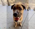 Small Boxer-Saint Bernard Mix