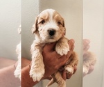 Small Photo #1 Australian Labradoodle Puppy For Sale in PORT ORCHARD, WA, USA