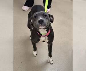 Labrador Retriever-Unknown Mix Dogs for adoption in Decatur, IL, USA