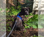 Small #2 Mutt