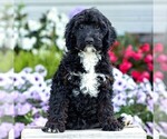 Small #1 Goldendoodle (Miniature)