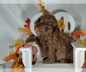 Poodle (Toy) Puppy for sale in W FIELD, NC, USA