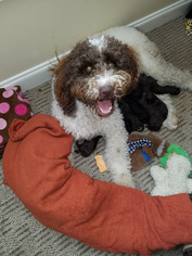 Mother of the Labradoodle-Poodle (Standard) Mix puppies born on 01/01/2018