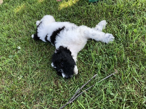 Medium Photo #15 Poodle (Standard) Puppy For Sale in AUGSBURG, IL, USA