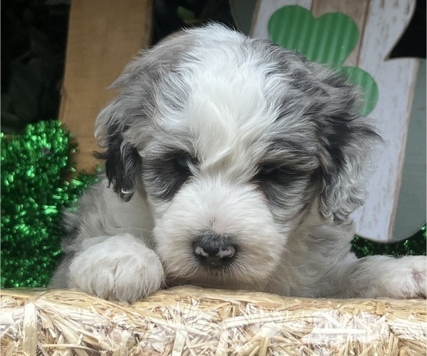 Medium Photo #11 Sheepadoodle Puppy For Sale in HUNTINGTON BEACH, CA, USA