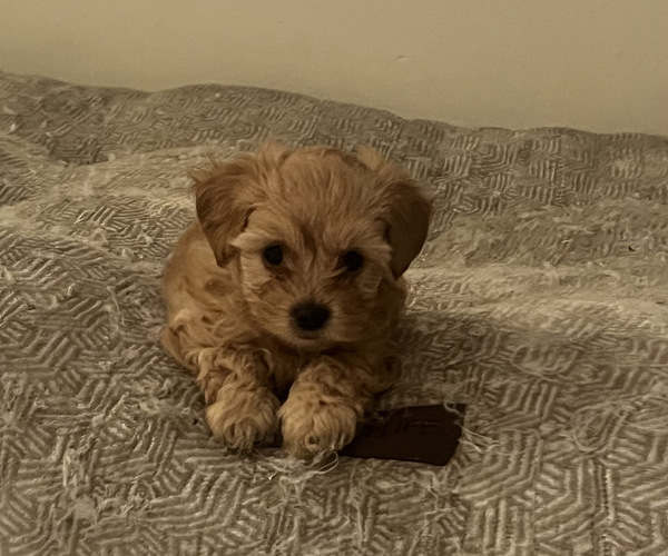 Medium Photo #2 YorkiePoo Puppy For Sale in PORT SAINT LUCIE, FL, USA