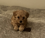 Small #1 YorkiePoo