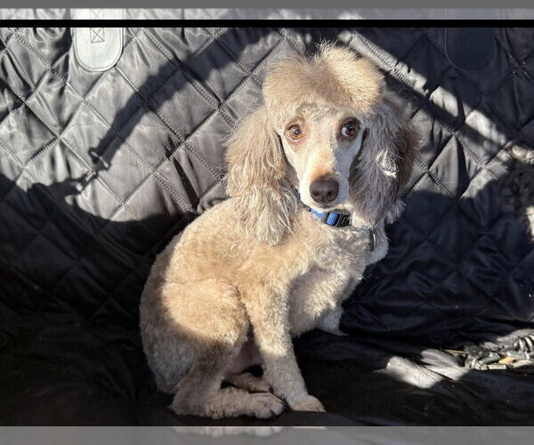 Medium Photo #4 Poodle (Miniature) Puppy For Sale in Pacolet, SC, USA