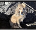 Small #3 Poodle (Miniature)