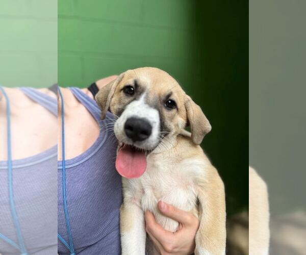 Medium Photo #2 Great Pyrenees-Unknown Mix Puppy For Sale in Elmsford, NY, USA