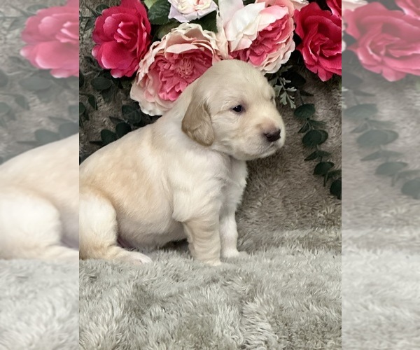 Medium Photo #12 Golden Retriever Puppy For Sale in BRANDON, FL, USA
