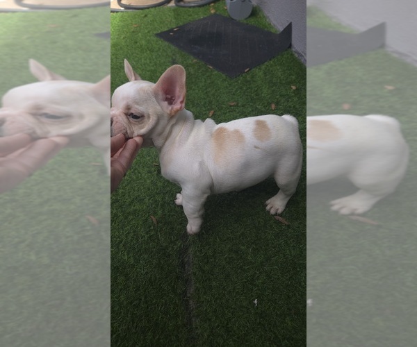 Medium Photo #6 French Bulldog Puppy For Sale in SARASOTA, FL, USA