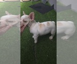 Small #5 French Bulldog