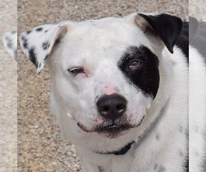 American Staffordshire Terrier-Border Collie Mix Dogs for adoption in Huntley, IL, USA