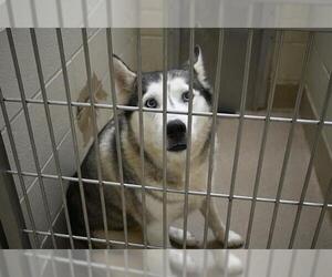 Siberian Husky Dogs for adoption in Decatur, IL, USA