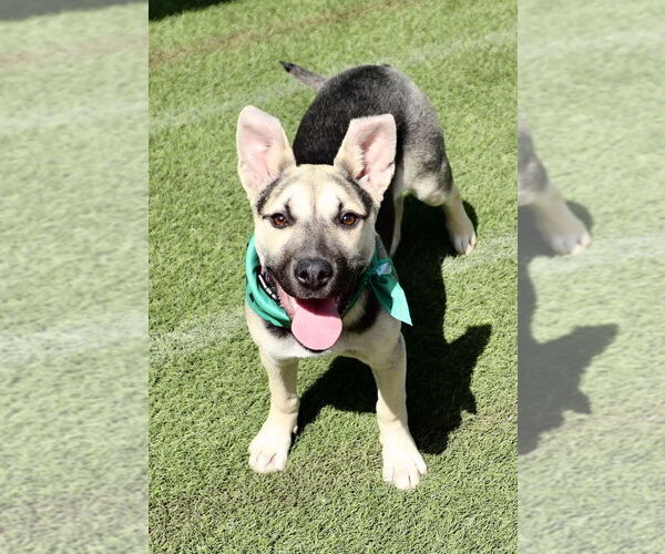 Medium Photo #14 Labrador Retriever-Unknown Mix Puppy For Sale in Dana Point, CA, USA