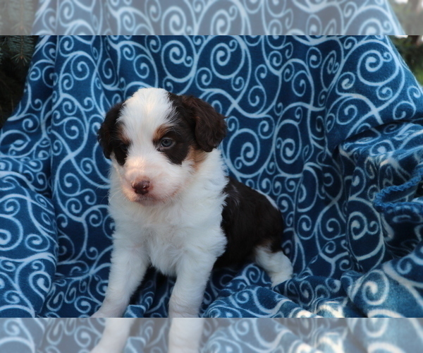 Medium Photo #2 Aussiedoodle Puppy For Sale in SHILOH, OH, USA