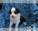 Small Photo #2 Aussiedoodle Puppy For Sale in SHILOH, OH, USA