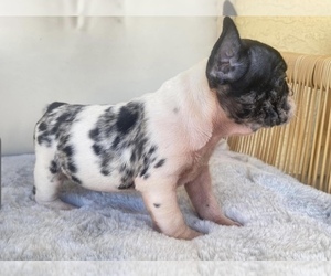 French Bulldog Puppy for sale in MORENO VALLEY, CA, USA