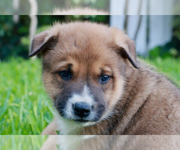 Medium Photo #1 Mutt Puppy For Sale in Lake Forest, CA, USA