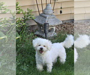 Maltese-Unknown Mix Dogs for adoption in Plymouth, MN, USA