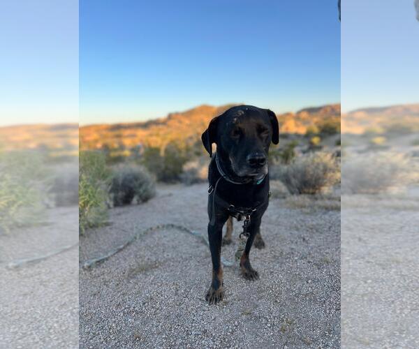 Medium Photo #5 Labrador Retriever-Unknown Mix Puppy For Sale in San Diego, CA, USA