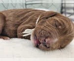 Puppy Puppy 7 Goldendoodle mix (+ Poodle Standard)