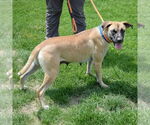 Small #2 Black Mouth Cur-German Shepherd Dog Mix