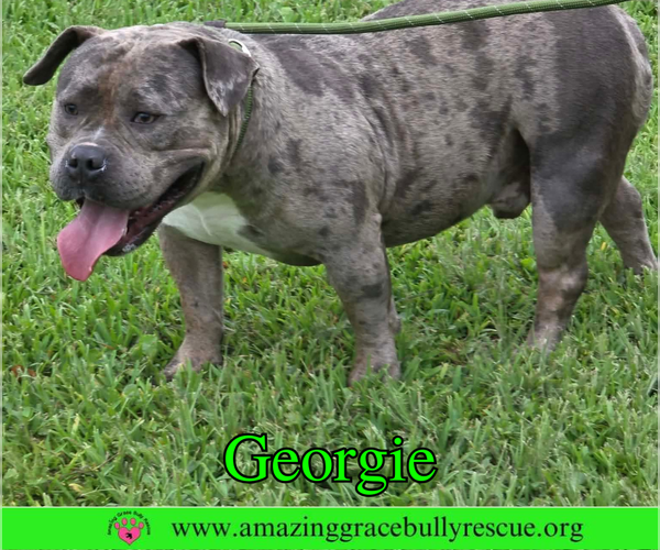 Medium Photo #1 Bulldog Puppy For Sale in Milton, FL, USA
