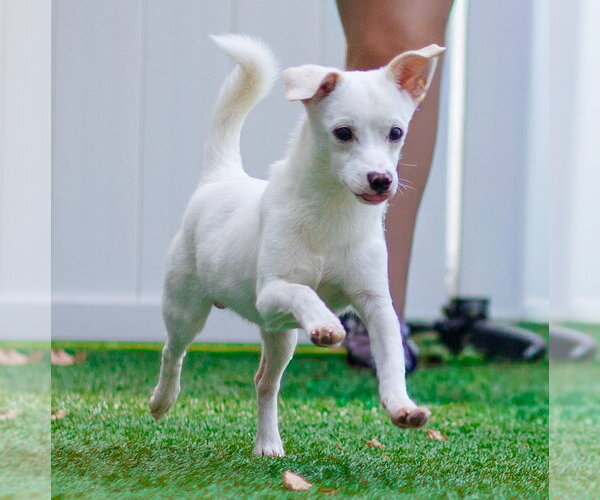 Medium Photo #3 Chihuahua-Unknown Mix Puppy For Sale in Canton, CT, USA