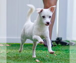 Small #2 Chihuahua Mix