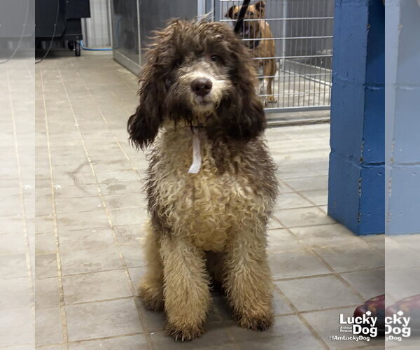 Medium Photo #3 Mutt Puppy For Sale in Washington, DC, USA