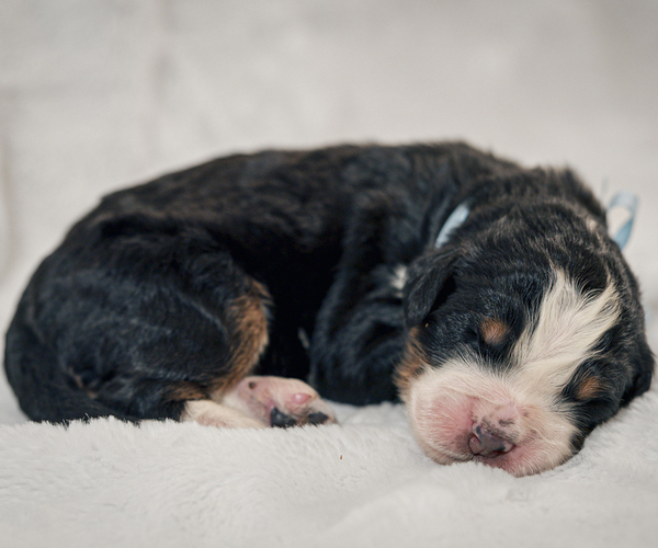 Medium Photo #1 Bernedoodle-Bernese Mountain Dog Mix Puppy For Sale in ERIE, CO, USA