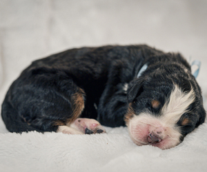 Bernedoodle-Bernese Mountain Dog Mix Puppy for sale in ERIE, CO, USA