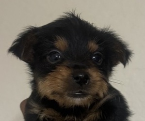 Yorkshire Terrier Puppy for sale in MIAMI, FL, USA