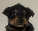 Small Yorkshire Terrier