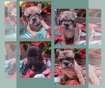 Small Photo #1 French Bulldog Puppy For Sale in SAINT MATTHEWS, SC, USA