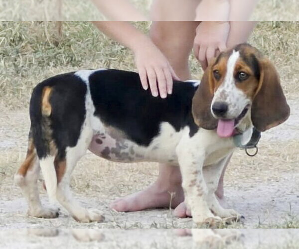 Medium Photo #3 Basset Hound Puppy For Sale in Deepwater, NJ, USA